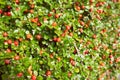 Red berry of Cotoneaster plant in the garden. Summer and spring time Royalty Free Stock Photo