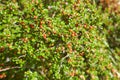 Red berry of Cotoneaster plant in the garden. Summer and spring time Royalty Free Stock Photo