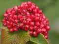 Red berry detail close up macro in the wild