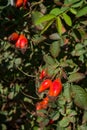 Red berry of dogrose in the autumn garden Royalty Free Stock Photo