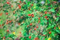 Red berry of dogrose dog-bramble in the autumn garden Royalty Free Stock Photo