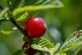 Red berry of felted Chinese cherry on a branch with leaves Royalty Free Stock Photo