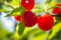 Red berry of felted Chinese cherry on a branch with leaves Royalty Free Stock Photo