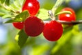 Red berry of felted Chinese cherry on a branch with leaves Royalty Free Stock Photo