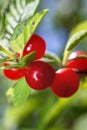 Red berry of felted Chinese cherry on a branch with leaves Royalty Free Stock Photo