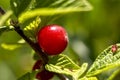 Red berry of felted Chinese cherry on a branch with leaves Royalty Free Stock Photo