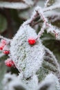 Red berry on frozen leaf. Piedmont, Italy. Royalty Free Stock Photo