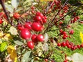 Red berry garden plant Royalty Free Stock Photo