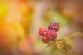 Red berry with green leaves in the sun. Photo of ripe raspberries branch. Raspberries branch garden. Royalty Free Stock Photo