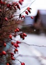 Red berry hedge on a road