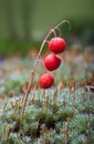 Red berry of lily-of-the-valley