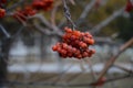 The red berry of a mountain ash - ripened in the fall.