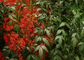 Red berry plants and fruits at a garden