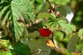 Berry raspberries on a bush