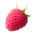 Red berry raspberry isolated