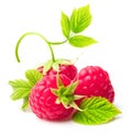 Red berry raspberry isolated