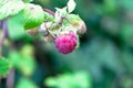 Red berry rubus forest raspberry on branch on green nature home garden background. Summer concept Royalty Free Stock Photo