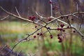 Nature Wallpaper Red Berry`s Up Close Macro