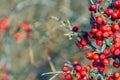 Red berry slightly dried on the bush. Psychedelic. Silver buffaloberry, Shepherdia argentea Royalty Free Stock Photo