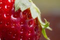 Red berry strawberry closeup isolated on white background Royalty Free Stock Photo