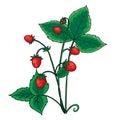 Red berry strawberry with green leaves, isolated object on white background, vector illustration Royalty Free Stock Photo