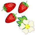 red berry strawberry and a half of strawberry. Set flower, petal, strawberry. Chocolate covered strawberries