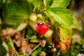 Red berry, a strawberry ripened on a bush in the field. Agriculture to plant berries Royalty Free Stock Photo