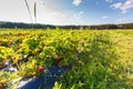 Red berry, a strawberry ripened on a bush in the field. Agriculture to plant berries Royalty Free Stock Photo