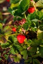 Red berry, a strawberry ripened on a bush in the field. Agriculture to plant berries Royalty Free Stock Photo