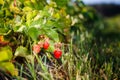 Red berry, a strawberry ripened on a bush in the field. Agriculture to plant berries Royalty Free Stock Photo