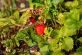 Red berry, a strawberry ripened on a bush in the field. Agriculture to plant berries Royalty Free Stock Photo