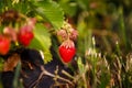 Red berry, a strawberry ripened on a bush in the field. Agriculture to plant berries Royalty Free Stock Photo