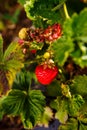 Red berry, a strawberry ripened on a bush in the field. Agriculture to plant berries Royalty Free Stock Photo