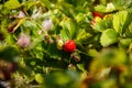 Red berry, a strawberry ripened on a bush in the field. Agriculture to plant berries Royalty Free Stock Photo