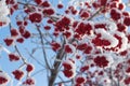 Red berry on a tree branch and snow Royalty Free Stock Photo