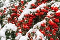 Red berry tree or bushes covered with snow, winter season and frost concept. Royalty Free Stock Photo