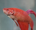 Red Beta Fish Royalty Free Stock Photo