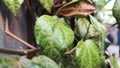 Red Betel Leaves Empirically, red betel Royalty Free Stock Photo