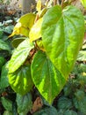 Red betel leaves are splashed with rainwater in the morning, water droplets can be seen sticking to the betel leaves Royalty Free Stock Photo