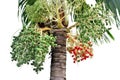 Red betel palm on the branch White background