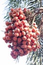 Red betel palm or betel nut on tree in the garden.