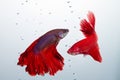 Red betta fighting fish