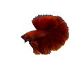 Betta fighting fish isolated in white background Royalty Free Stock Photo