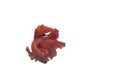Red Betta fighting fish, Siamese fight fish, aquarium Royalty Free Stock Photo