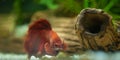 Red betta fish in a beautiful aquarium Royalty Free Stock Photo