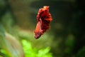 Red betta fish in a beautiful aquarium Royalty Free Stock Photo