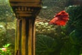 Red betta fish in a beautiful aquarium Royalty Free Stock Photo