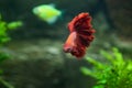 Red betta fish in a beautiful aquarium Royalty Free Stock Photo