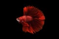 Red betta fish