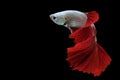 Beautiful movement of white red  Betta fish, Rhythmic close up of Siamese fighting fish, Betta splendens, Halfmoon betta. Royalty Free Stock Photo
